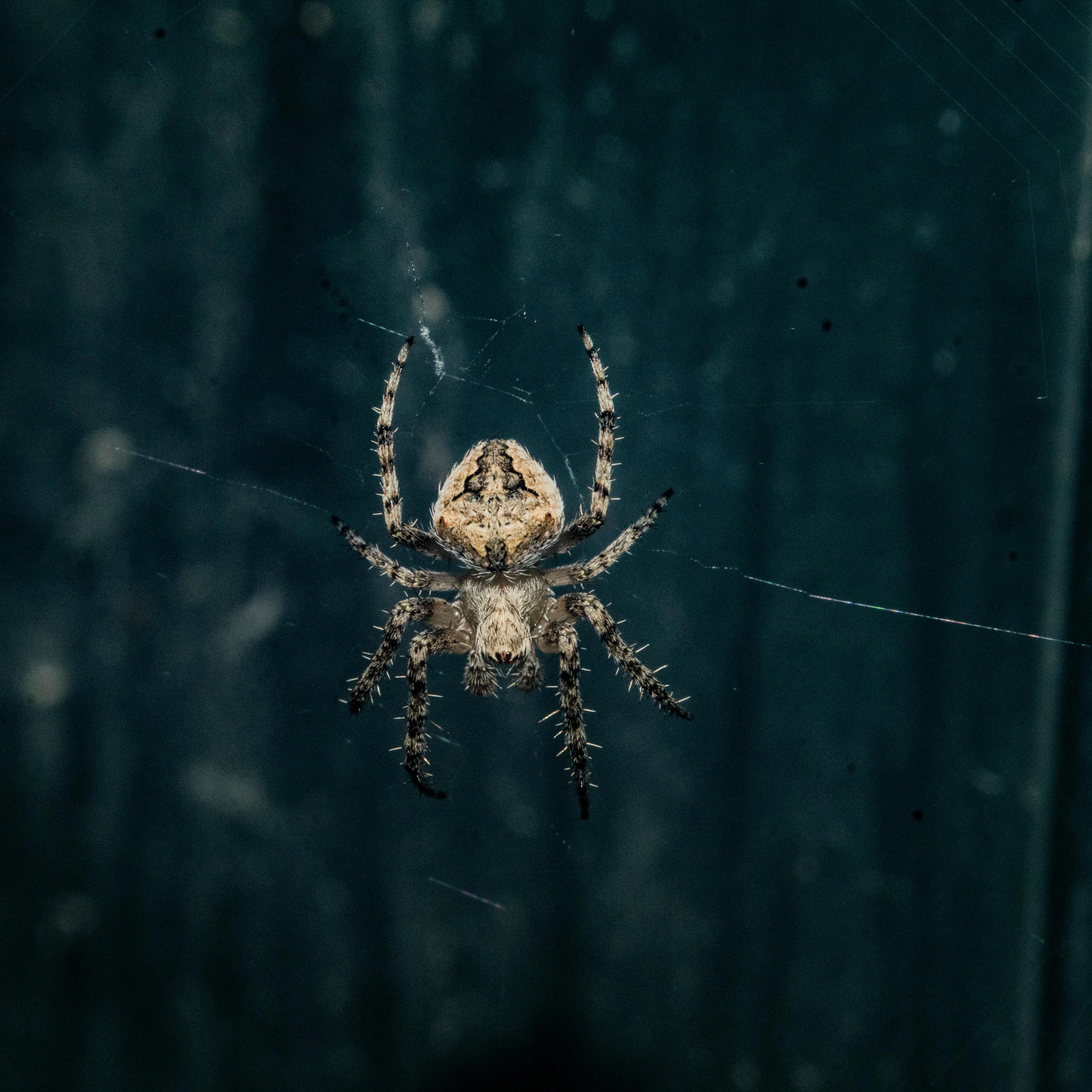Night Walk: Midnight Scuttler - logo
